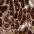 Immunohistochemistry-Paraffin: Aconitase 1 Antibody [NBP1-87678] Immunohistochemical staining of human kidney shows strong cytoplasmic positivity in tubular cells.